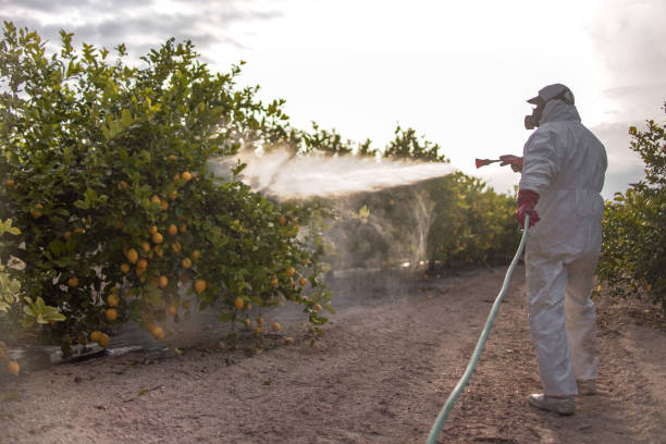 Best Pest Inspection Near Me  in Diand, MO