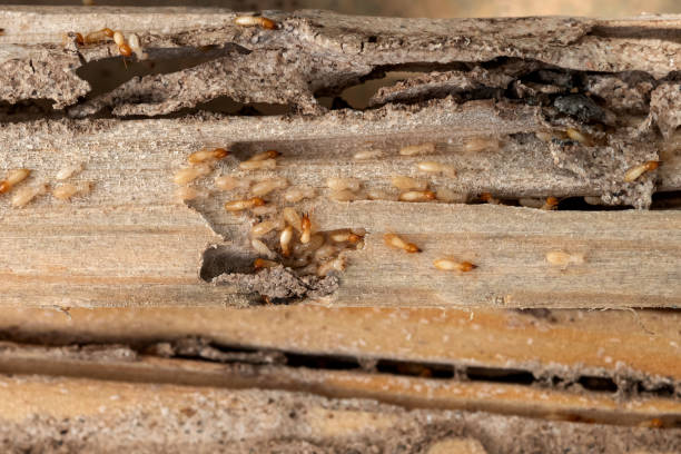 Professional Pest Control in Diamond, MO