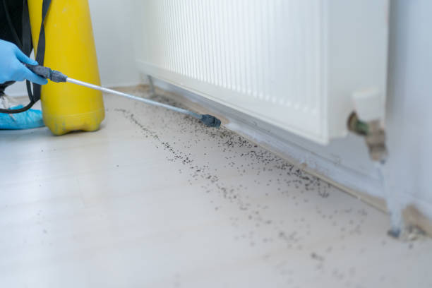 Trusted Diamond, MO Pest Control Experts